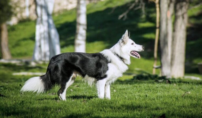 Training With Your Dog’s GPS Tracker: Best Practices