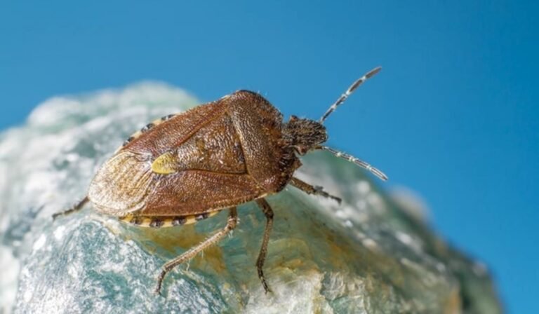 Step-by-Step Guide To Bed Bug Prevention At Home Step-by-Step Guide To Bed Bug Prevention At Home