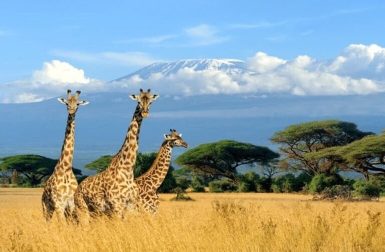 Tanzania Safari, Mount Kilimanjaro Climbing, and Zanzibar Tour: The Ultimate Adventure in East Africa