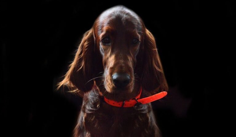 6 Warning Signs Your Dog’s Skin Needs Attention 6 Warning Signs Your Dog’s Skin Needs Attention