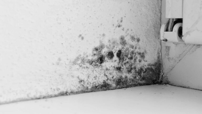 How to Get Rid of Mould on Walls: Cleaning Tips for Black Mould and Damp