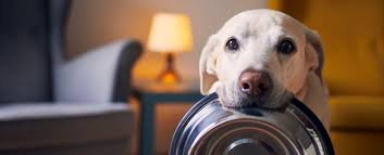 Prebiotics vs Probiotics for Dogs: What’s the Difference