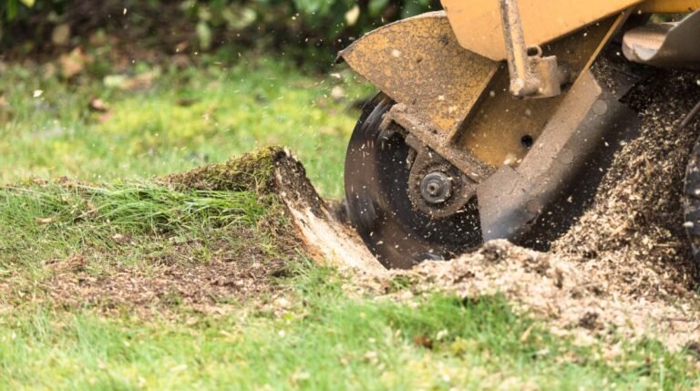 Reclaim Your Outdoor Space: Why Removing Old Tree Remnants Matters Removing Old Tree